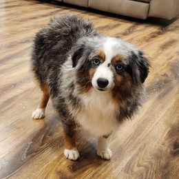 Sophie - Toy Australian Shepherd