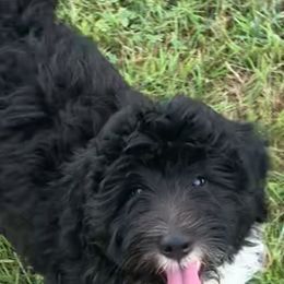 Sheepadoodle Puppies from Riley Grace Puppies