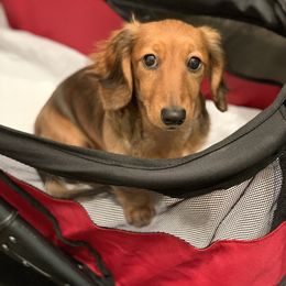 Dachshund Puppies from MyGaDachs