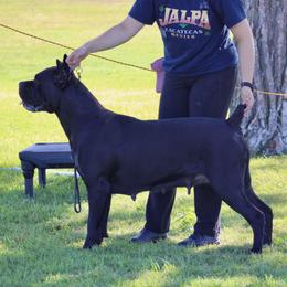 Valentina - Cane Corso