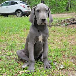 Ursa - Blue female Great Dane puppy in Pollock, Louisiana from Danes Done Right
