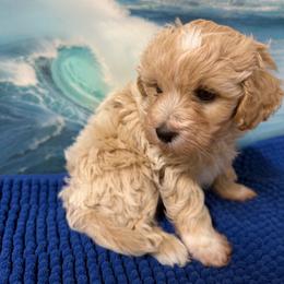 Dallas - Apricot male Maltipoo puppy in Lawrenceburg, Tennessee from LUV Poodles and Maltipoos