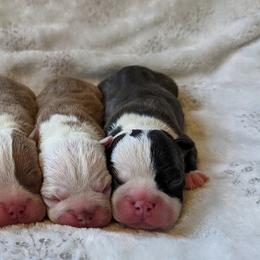 Boston Terrier Puppies from Sitsler Bostons