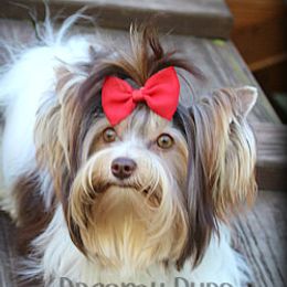 Praline - Biewer Terrier