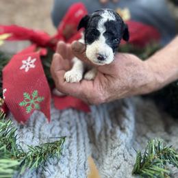 Almond joy - Parti male Goldendoodle puppy in Cross, South Carolina from DoodleDandy & Danes