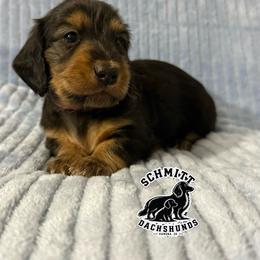 Wendy - Black and tan female Dachshund puppy in Ramona, Oklahoma from Schmitt Dachshunds