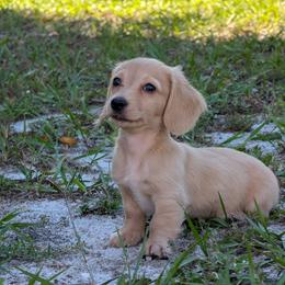 Zeus - Cream male Dachshund puppy in Winter Haven, Florida from Katrina's Punk Rock Dachshunds