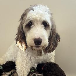 Grace - Springerdoodle