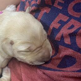 CJ (Caramel Junior)-Pink Collar - Yellow Labrador Retriever puppy in Springfield, Missouri from Kellner Labradors