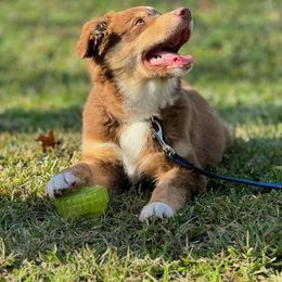 Australian Shepherd Puppies from AW Standard Aussies