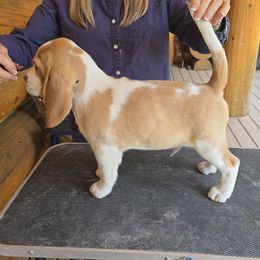 Beagle Puppies from Bullock 's Beagles