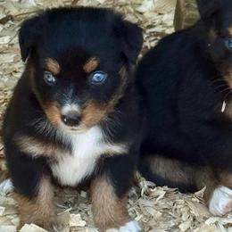 Luna - Black tri female Miniature Australian Shepherd puppy in Patterson, North Carolina from DreamLine Aussies
