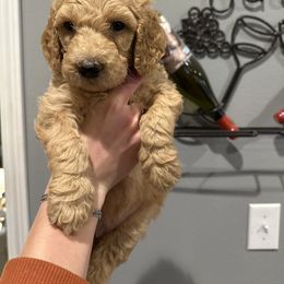 Girl 4 - female Goldendoodle puppy in Pueblo West, Colorado from German Family Goldendoodles