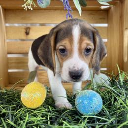 Woods - Black white and tan male Beagle puppy in Katy, Texas from Houston’s Howlin’ Hounds