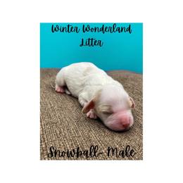 Australian Labradoodle Puppies from Jellybelly Australian Labradoodles