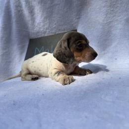 Boy 4 - Dapple male Dachshund puppy in Stilwell, Oklahoma from Johnson Dachshund’s