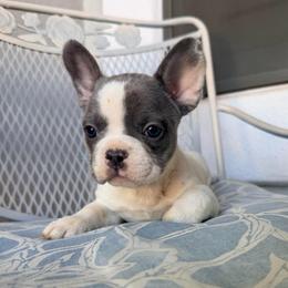 Puddles - Blue female French Bulldog puppy in Peoria, Arizona from A Quality French Bulldogs AZ