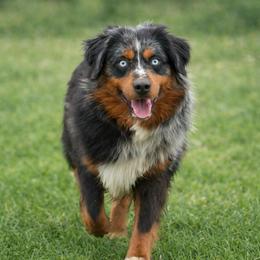 Tee - Toy Australian Shepherd