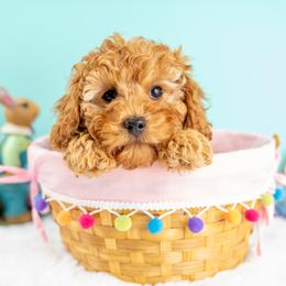 Cavapoo puppies from Country Lane Doodles