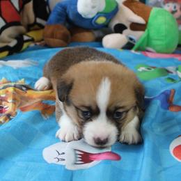 Boy 2 - Red male Pembroke Welsh Corgi puppy in Mountain View, Hawaii from Celtic Corgis