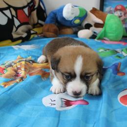 Boy 2 - Red male Pembroke Welsh Corgi puppy in Mountain View, Hawaii from Celtic Corgis
