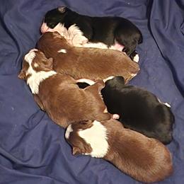 Toy Australian Shepherd puppies from Crazy Aussie Chaos
