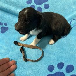 Brown - Black and white male Shetland Sheepdog puppy in Fontanelle, Iowa from Jensen Farms Shelties
