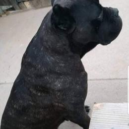 Cane Corso Puppies from JSM Corsos