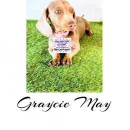 Dachshund Puppies from DTR
