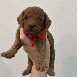 Red boy - Red male Cavapoo puppy in Waskom, Texas from Pearls & Curls doodles & poodles