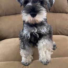Miniature Schnauzer Puppies from Montage Miniature Schnauzers