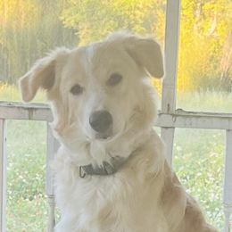 Border Collies from Fire N Arrows Border Collies