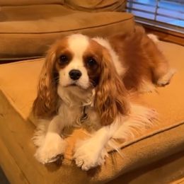 Lady - Cavalier King Charles Spaniel
