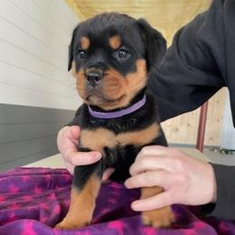 Female 6 - Black and rust female Rottweiler puppy in Aspers, Pennsylvania from Vom Uberlegenen Rottweilers