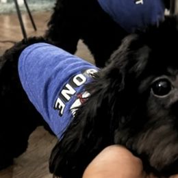 Cavapoos from K & T Cavapoo