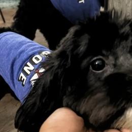 Cavapoos from K & T Cavapoo