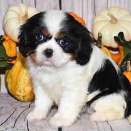 Cavalier King Charles Spaniel puppies from Autumn Nightz Cavaliers