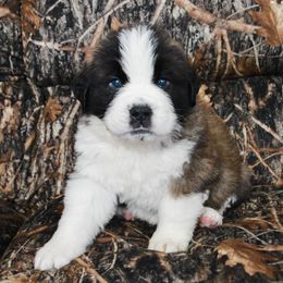 Saint Bernard Puppies from Atkinson Saint Bernards