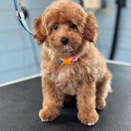 Breeze - Red  male Poodle puppy in Wharton, Texas from In the Red Poodles