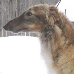 "Heide"  - Borzoi