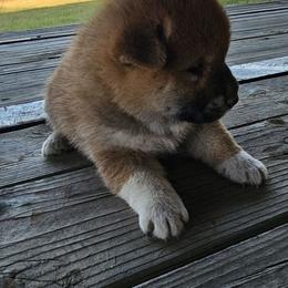 Girl3 - Red female Shiba Inu puppy in Leesville, Louisiana from Fountains Courageous