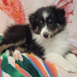 Nala - Black white and tan female Shetland Sheepdog puppy in Conway, Missouri from Brooks's little darlings