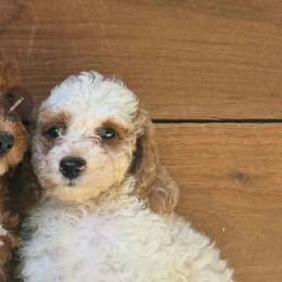 Coral (Pink) - White female Poodle puppy in Griswold, Connecticut from Flatrock Kennels of CT