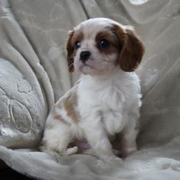 Preston - Blenheim male Cavalier King Charles Spaniel puppy in Lula, Georgia from Cavaliers by Crumley