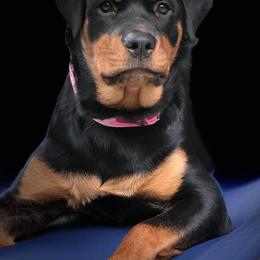 Rottweiler Puppies from Sky Valley Rottweilers