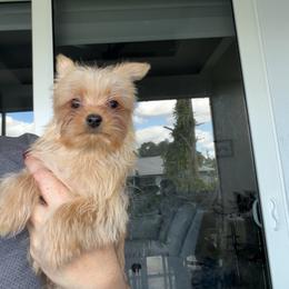 Enzo - Gold male Yorkshire Terrier puppy in Fort Myers, Florida from Katherine’s Yorkies and Poodles