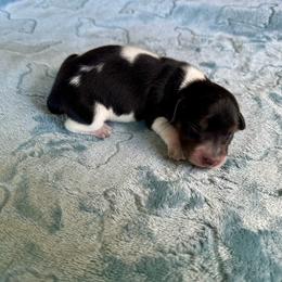 Lightning - Black male Dachshund puppy in Wolf Lake, Indiana from Canisteo Dachshunds