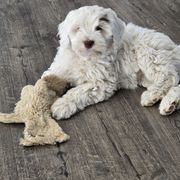 Pippi - Parti female Double Doodle puppy in Lynden, Washington from Cloud Nine Doodles