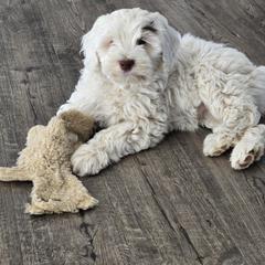 Pippi - Parti female Double Doodle puppy in Lynden, Washington from Cloud Nine Doodles