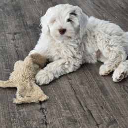 Pippi - Parti female Double Doodle puppy in Lynden, Washington from Cloud Nine Doodles